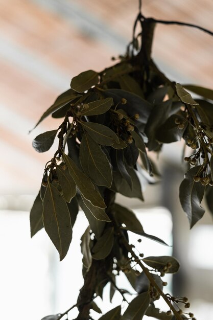 A mistletoe hanging from a branch with leaves on it