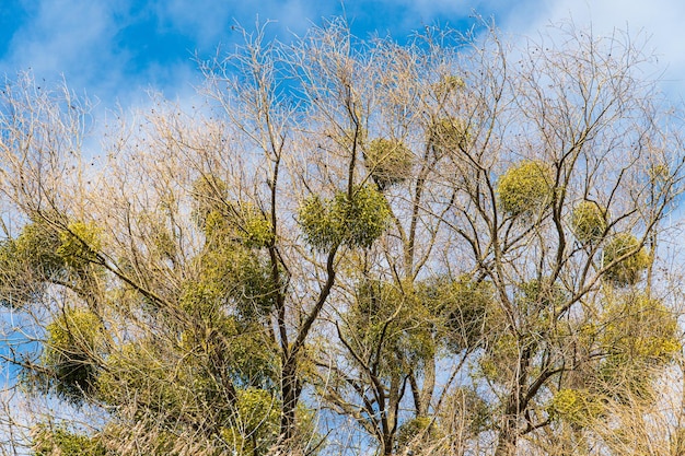 Mistletoe is parasitic plant growing on trees