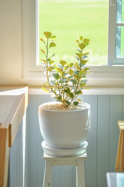 Foto la pianta della gomma del vischio è un albero ornamentale che può essere piantato all'interno della casa