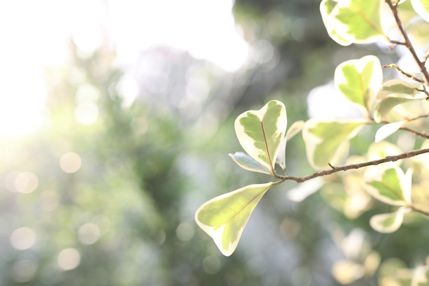 Mistletoe Rubber Plant leaves close up