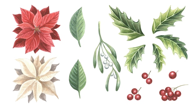 ミステルトゥー (Mistletoe) の枝とベリー (Holly) とポインセチア (Poinsettia) の木クリスマスの伝統的な植物ヴィンテージの水彩画