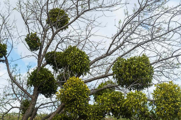 Mistletoe white parasite on tree branches in the park