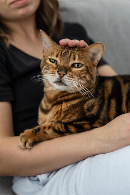 Mistress strokes her beautiful striped Bengal cat