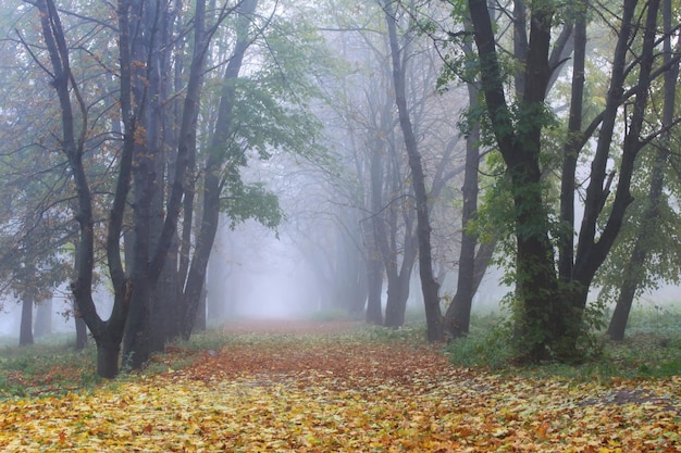 Misty autumn forest in the mountains Beautiful mystical landscape