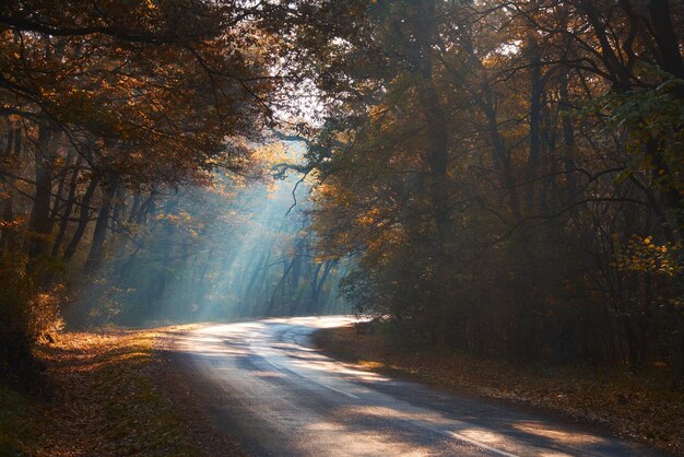 Misty autumn forest road