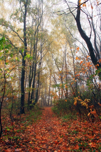 Misty autumn forest at sunrise Beautiful mystical landscape