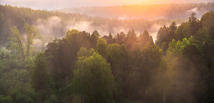 Photo misty dawn in the deer springs nature park