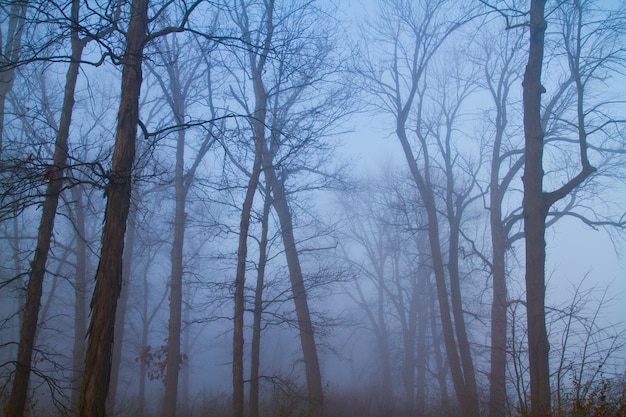 静かなインディアナの森の木々の間にある霧の夜明けの霧