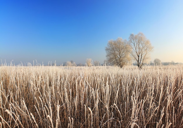 Misty dawn at the forest lake with rime