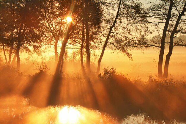 Misty dawn at the lake in spring