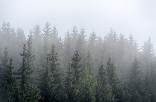 Misty fog in pine forest on mountain slopes