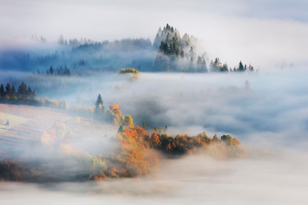 Misty foggy Autumn landscape with fir forest and yellow maple trees aerial view misty autumnal season in mountains valley