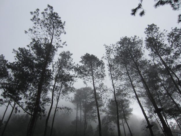 早朝の霧と霧の森。