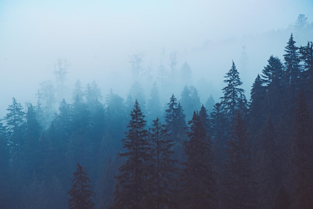 Misty foggy mountain landscape with fir forest and copyspace in vintage retro hipster style