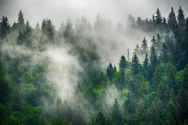 Misty foggy mountain landscape with fir forest and copyspace in vintage retro hipster style