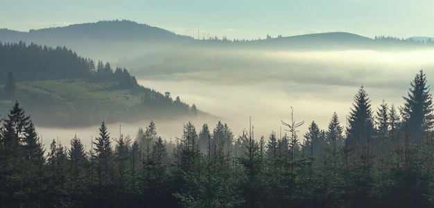 ヴィンテージのレトロなスタイルのモミの森とコピースペースと霧の霧の山の風景
