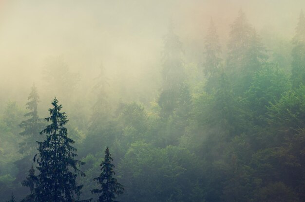 Misty foggy mountain landscape with fir forest in hipster vintage retro style