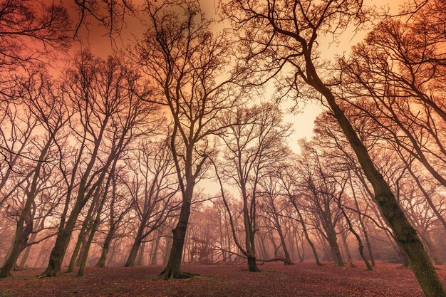 Photo misty forest in autumn