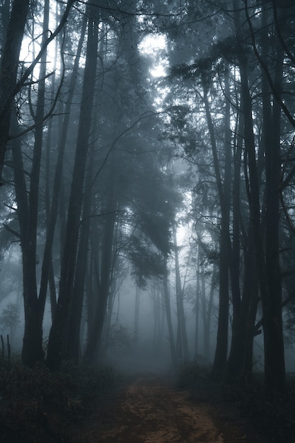 Misty forest,Fog and pine forest in the winter tropical forest,Fog and pine