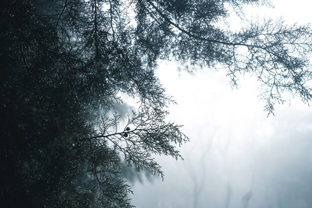 霧の森、冬の熱帯林の霧と松の森、霧と松