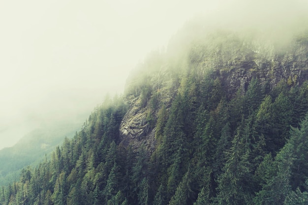 Misty forest scene with fog over pine trees