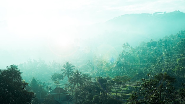 Misty forest scenery in the hinterland