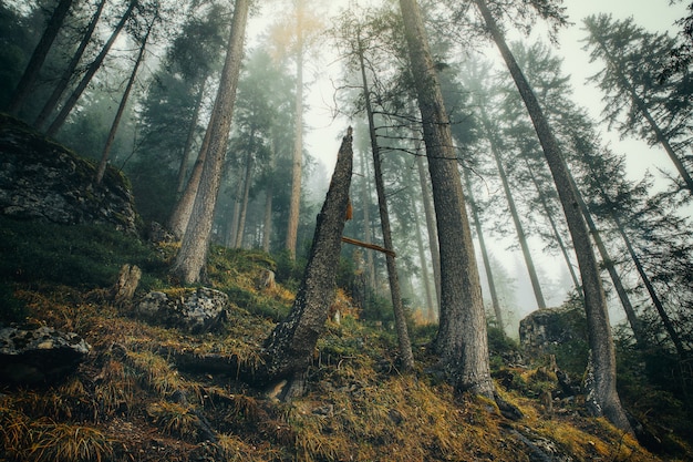 Misty forest with long pine trees and yellow grass in autumn season