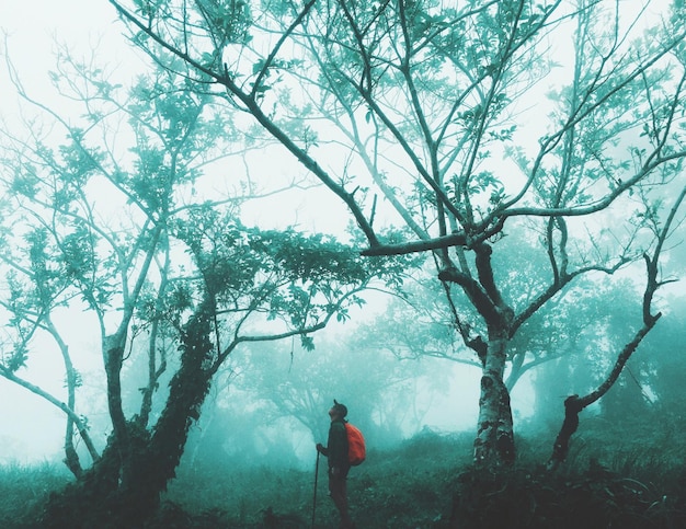 misty forest