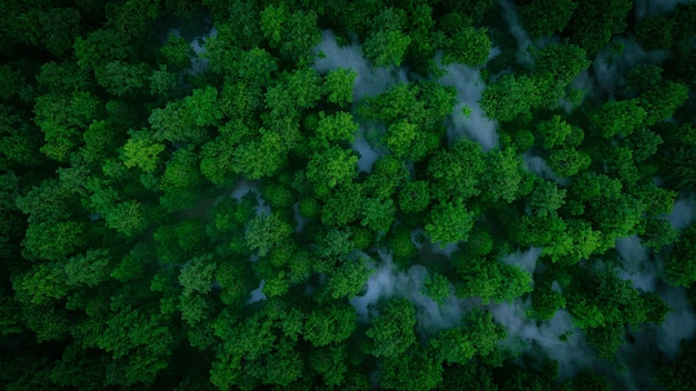 a misty green forest in aerial view 3d rendering