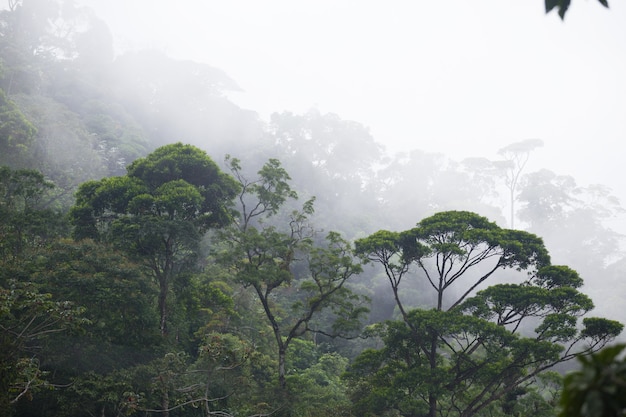 Misty jungle forest near Rio at Brazil