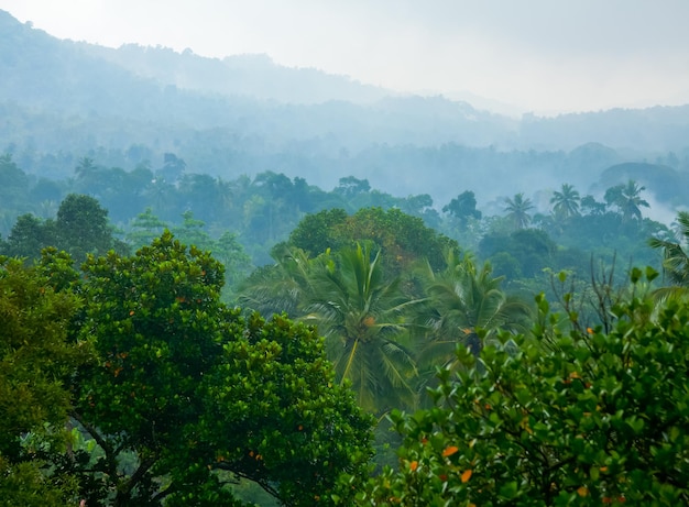 Misty jungle