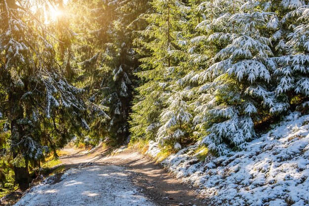 Foto paesaggio nebbioso del mattino in una foresta di montagna i raggi del sole che scorrono attraverso i rami sempreverdi di pini e abeti sciogliendo la prima neve