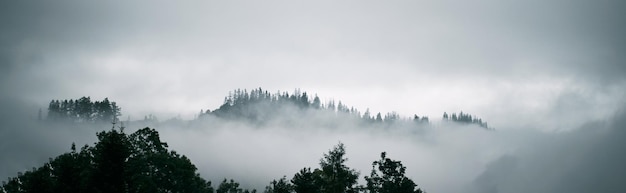Misty landscape with fir forest The concept of misterious woods for banner usage