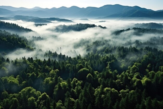 Misty landscape with fir forest Generative AI