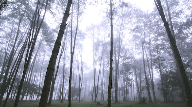 Misty paesaggio con bosco di abeti in thailandia