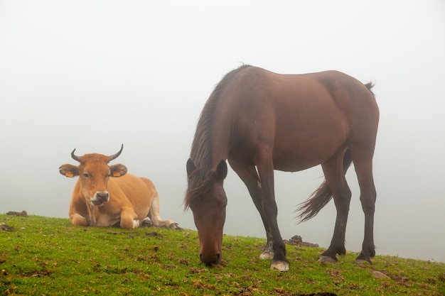 Misty landscape with wild cows and horses in the green grass of a mountain