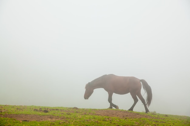 山の緑の芝生で野生の馬と霧の風景