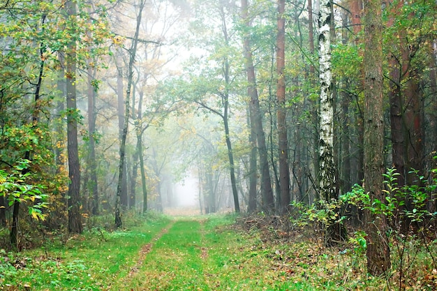 A misty laneway in autumn