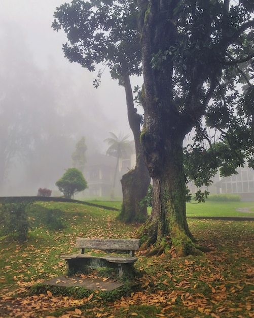 Misty morning autumn landscape. Forest forest in the fog.