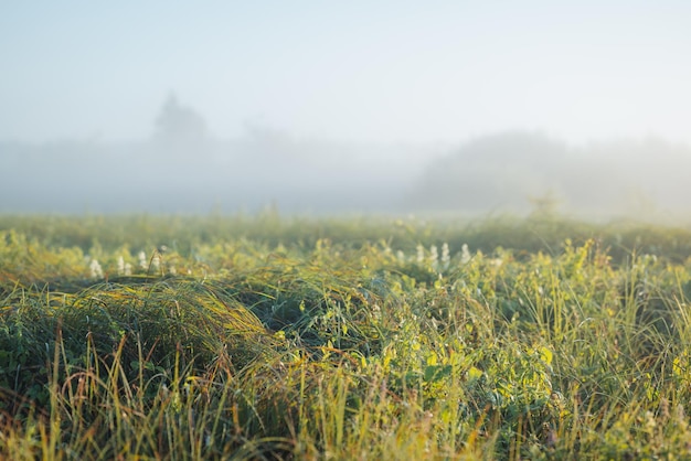 Misty morning in countryside meadow focus on grass on the foreground with foggy background