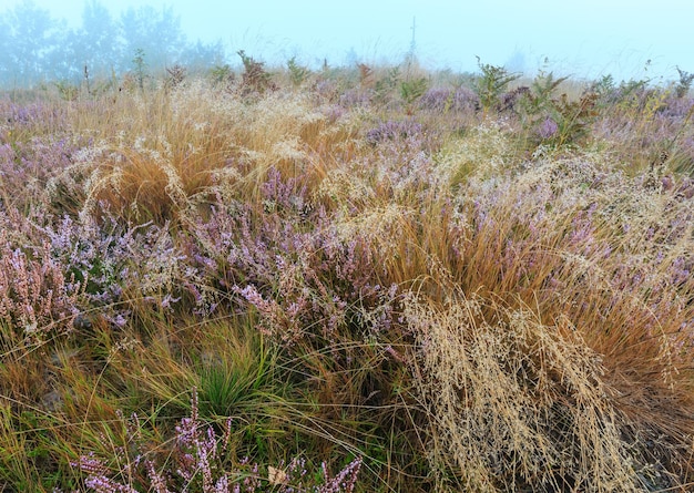 Misty morning dew on mountain meadow