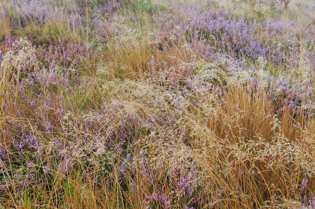 山の牧草地の霧の朝露