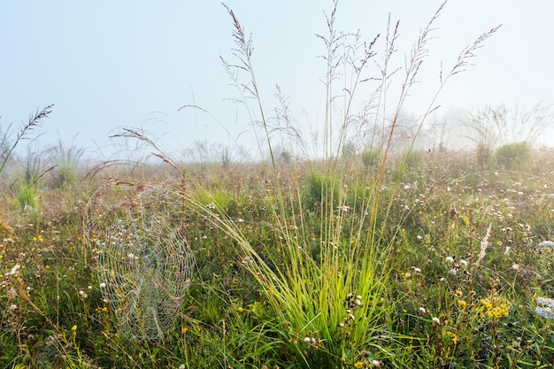 Misty morning dew on mountain meadow