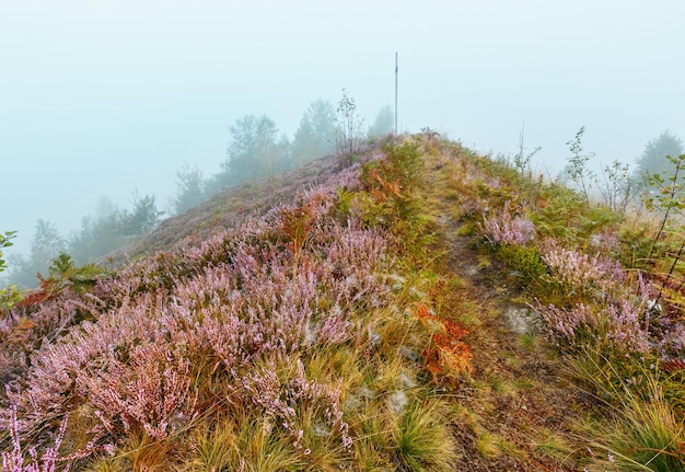 山の牧草地の霧の朝露