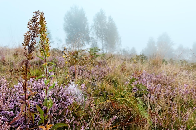 Rugiada nebbiosa mattutina sul prato di montagna