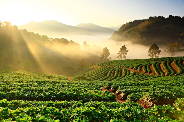 Misty morning in strawberry plant at doi ang khang mountain, chiang mai thailand