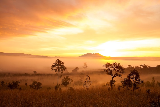 Misty morning sunrise in mountain at Thung Salang Luang National Park PhetchabunThailand