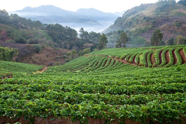 Foto all'alba nebbiosa del mattino nel giardino di fragole a doi ang khang montagna chiangmai thailand