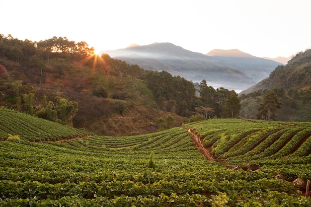 Photo misty morning sunrise in strawberry garden at doi ang khang mountain chiangmai thailand