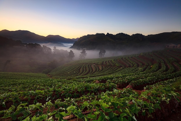 태국 도이앙캉 산의 딸기 정원에서 안개 낀 아침 일출